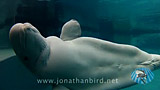 Click for video preview
(Opens in new window) Click for video preview
(Opens in new window)